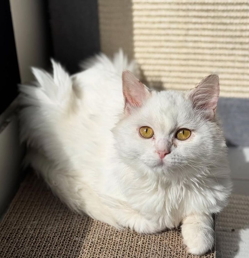 Turkish Angora