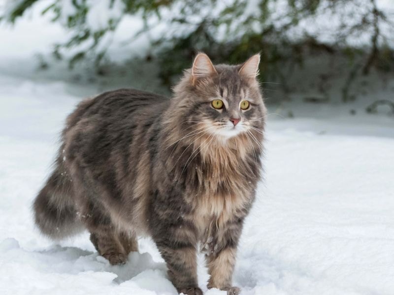 Siberian Cat