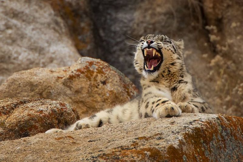 Snow Leopard