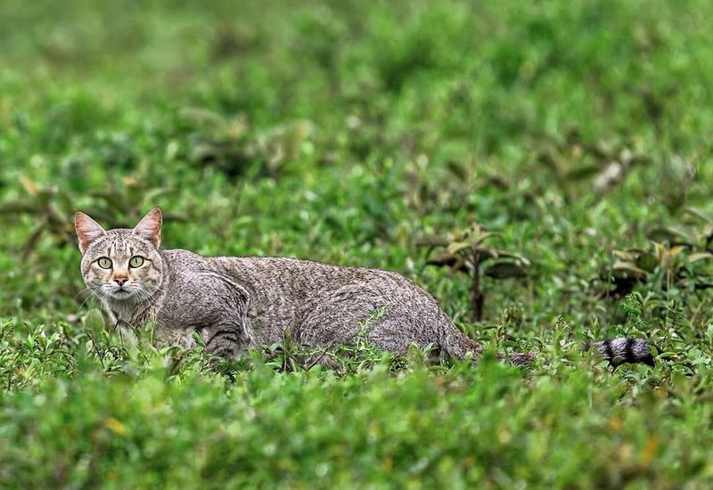 Serengeti Cat