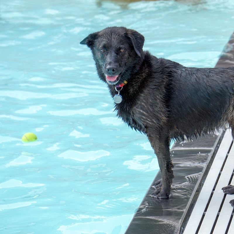 American Water Spaniel