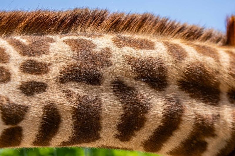 Giraffe's Unique Spots