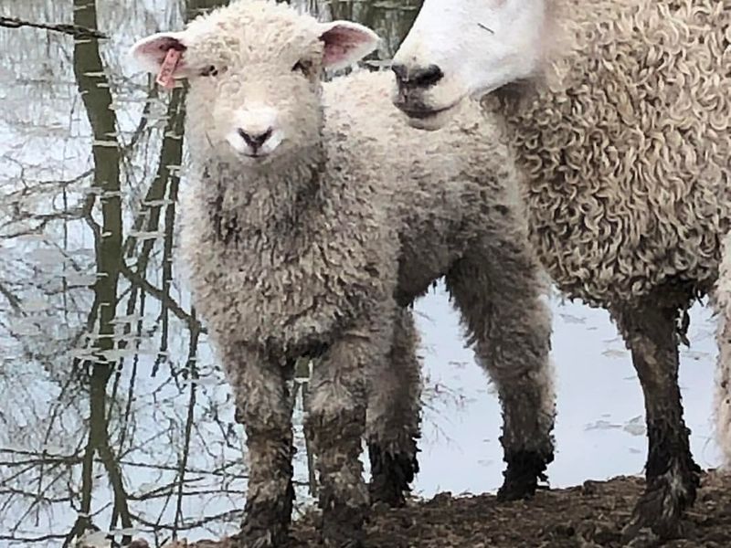 Lincoln Sheep