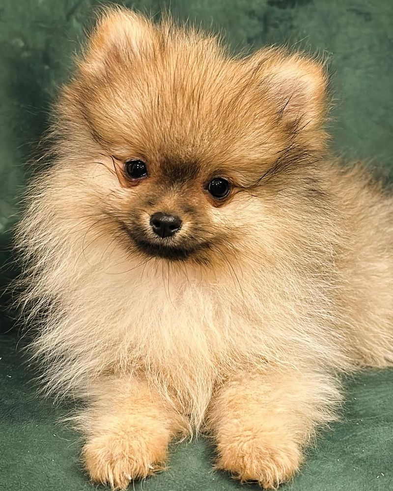 Pomeranian