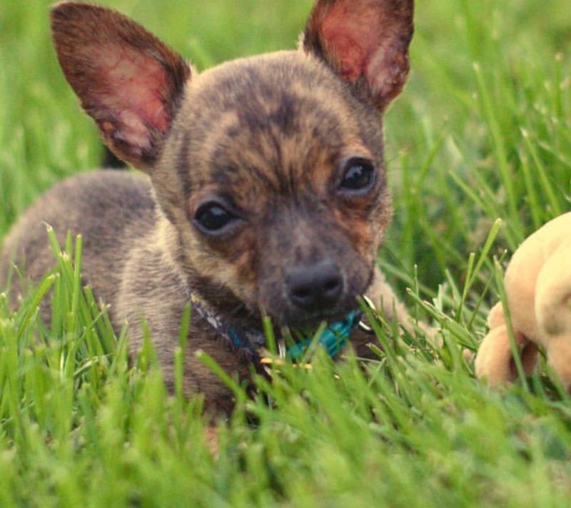 Chihuahua