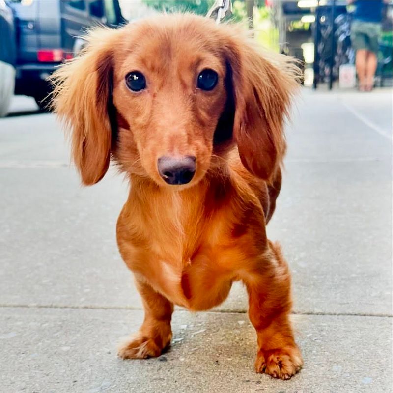 Dachshund