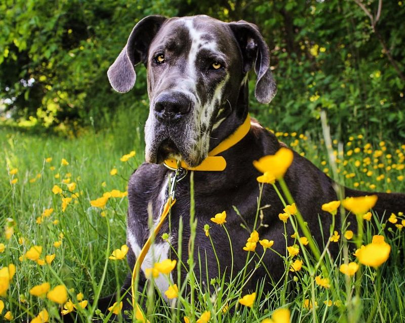 Great Dane