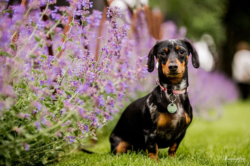 Dachshund