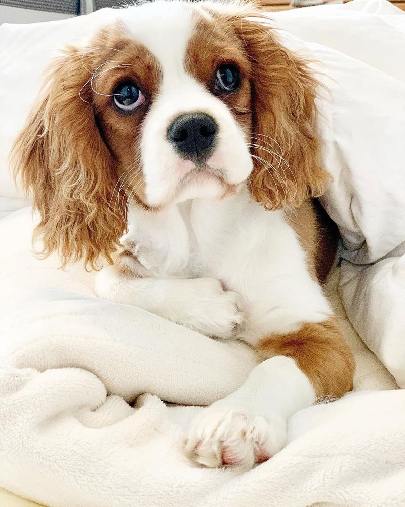 Cavalier King Charles Spaniel