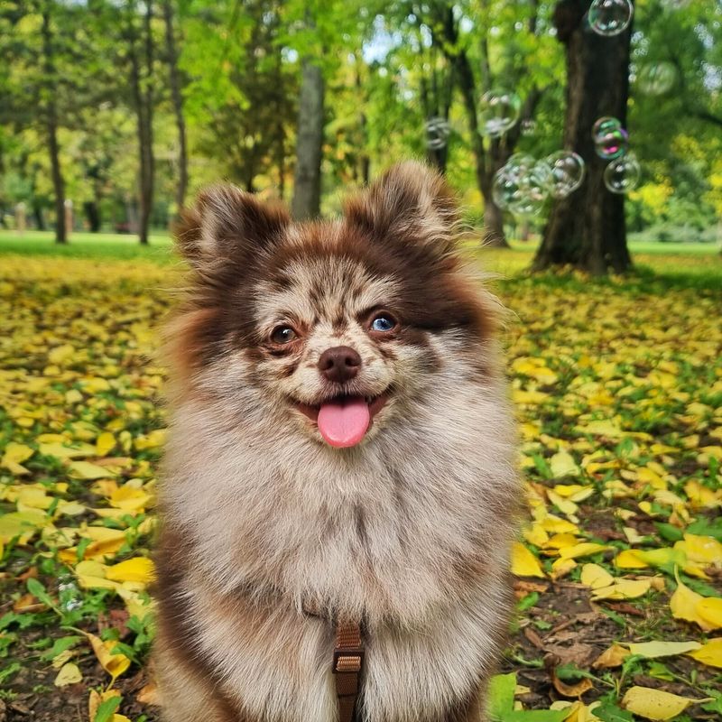 Pomeranian