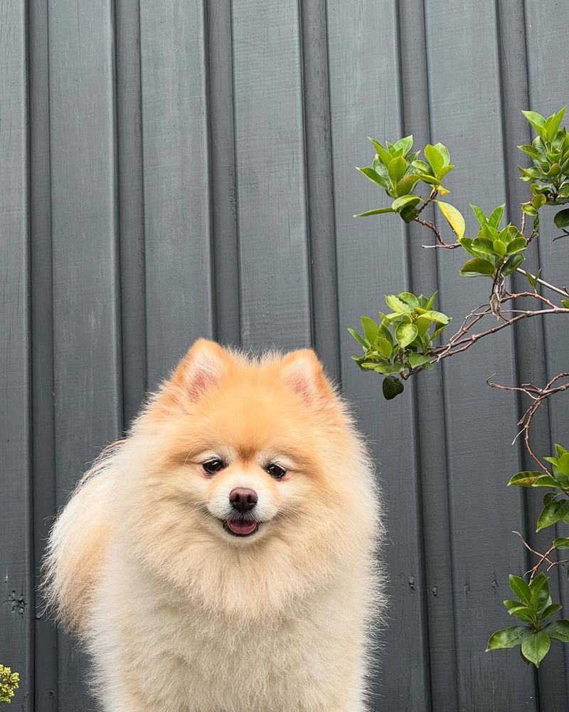 Pomeranian