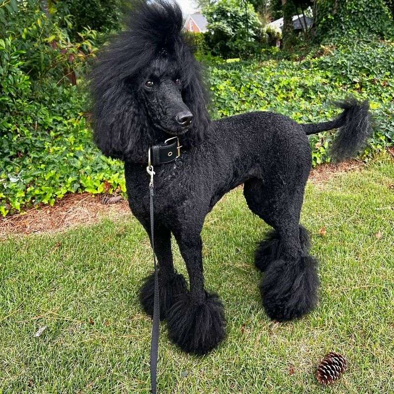 Poodle Symbolism