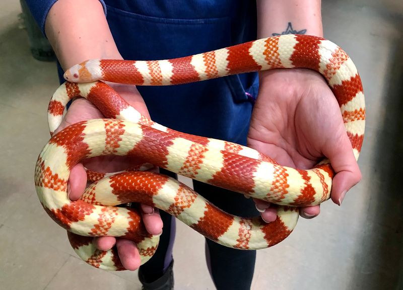 Milk Snake