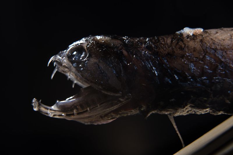 Deep-sea Dragonfish