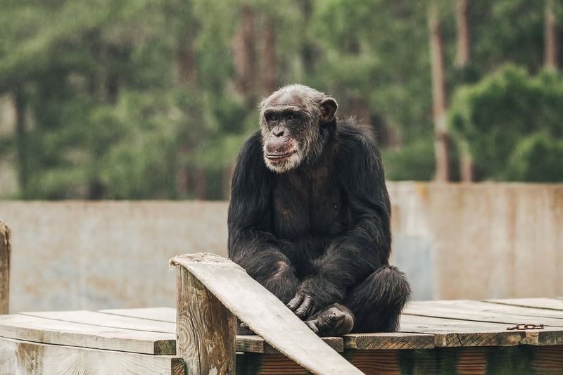 Chimp Haven, Louisiana