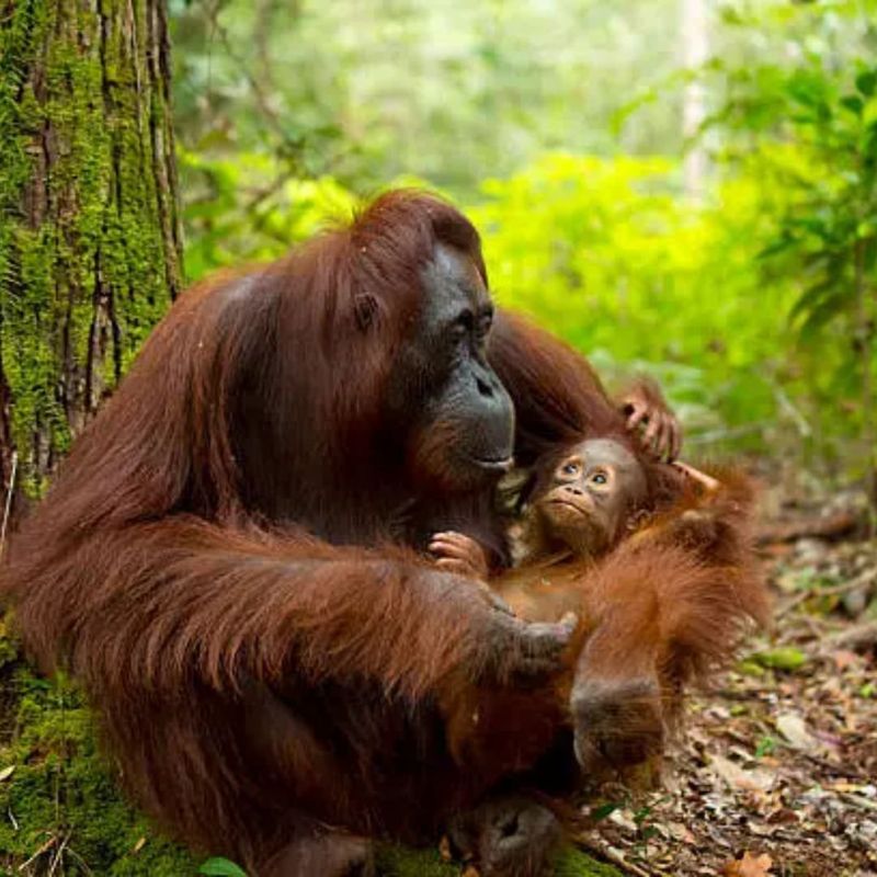 Orangutan Mother And Child