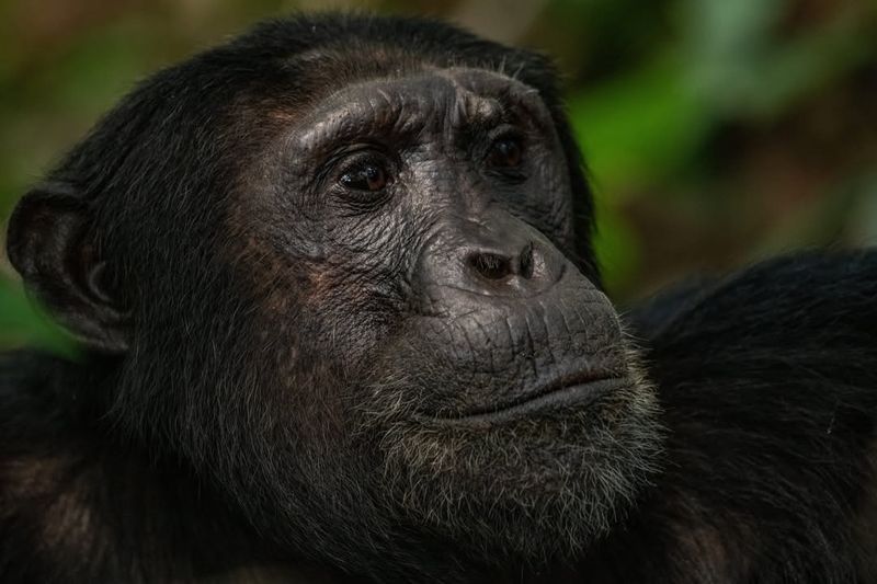 Chimpanzees