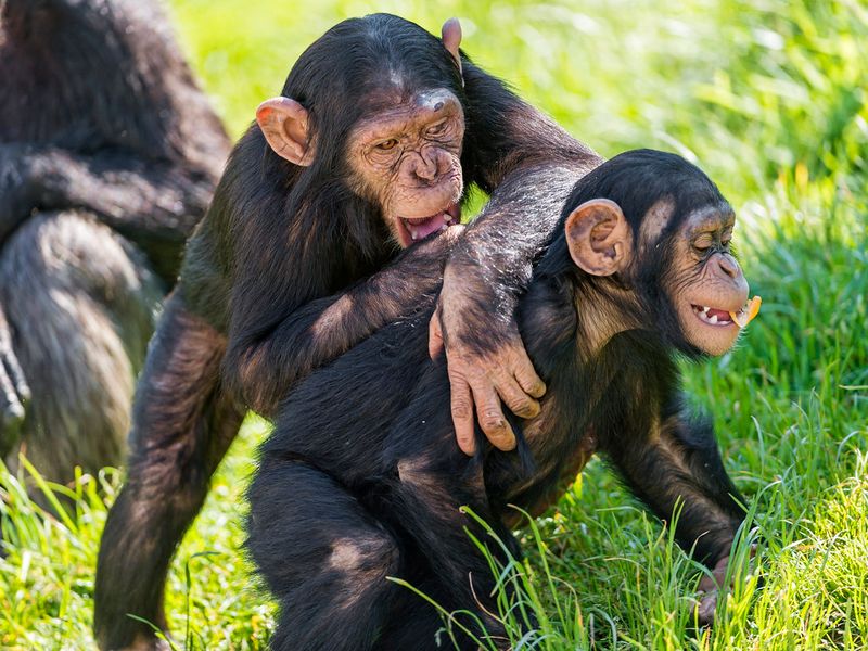 Chimpanzees