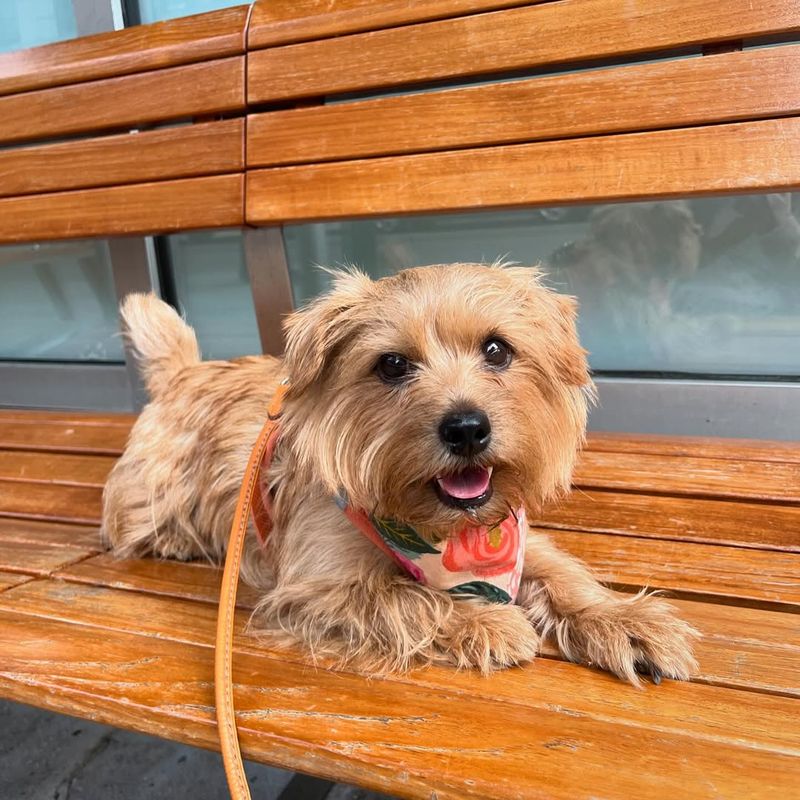 Norfolk Terrier