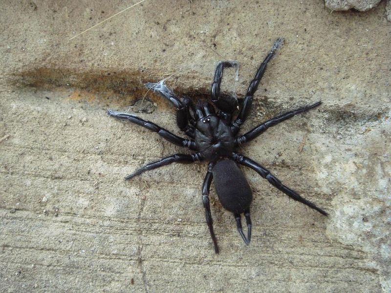 Balearic Funnel-web Spider