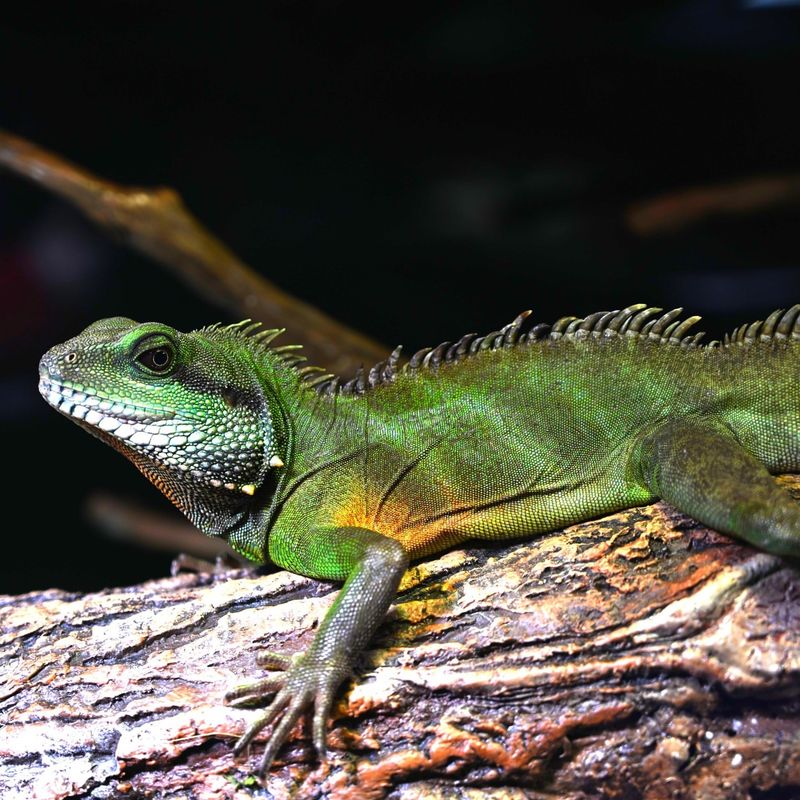 Chinese Water Dragon