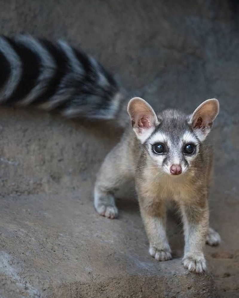 Ringtail