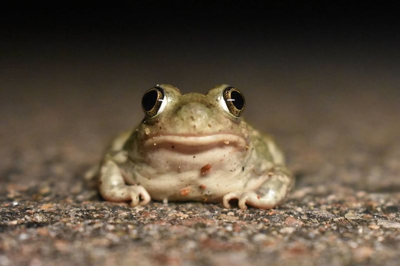 Frogs – Underwater Or Buried In Mud