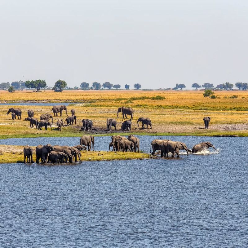 Chobe National Park