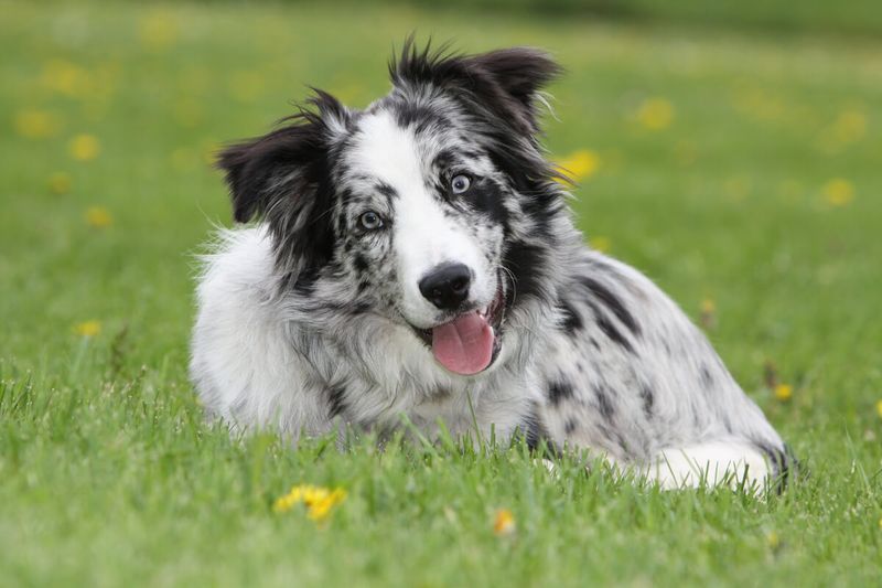 Blue Merle