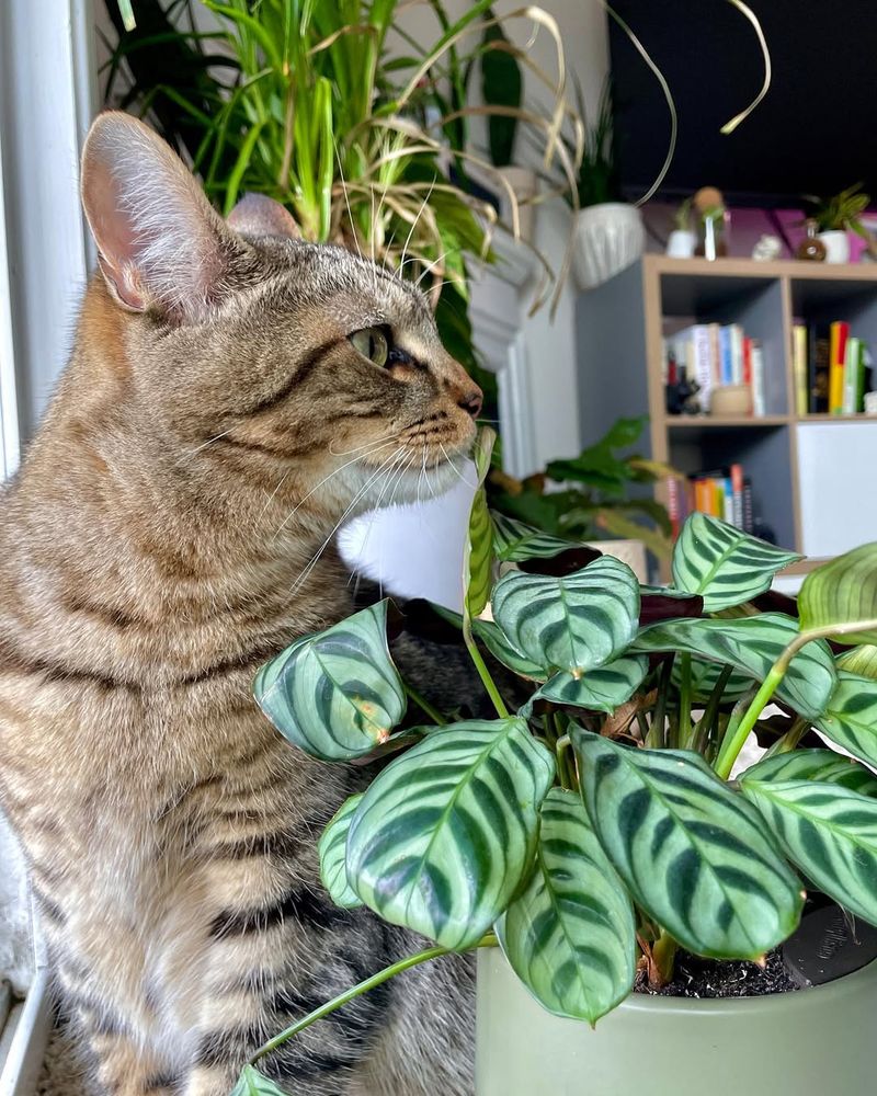 Choose Pet-Safe Plants