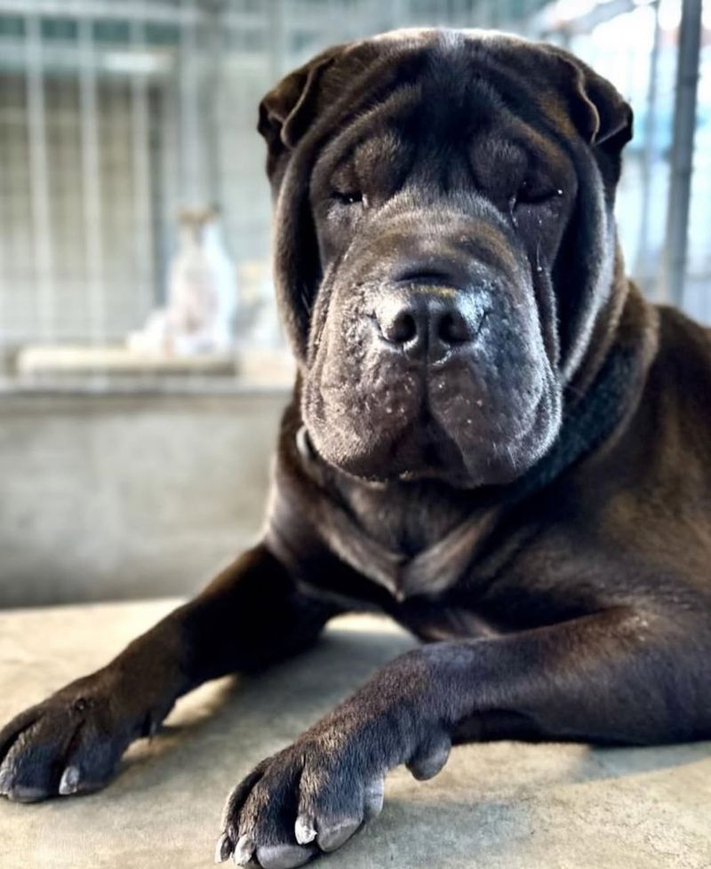 Shar Pei