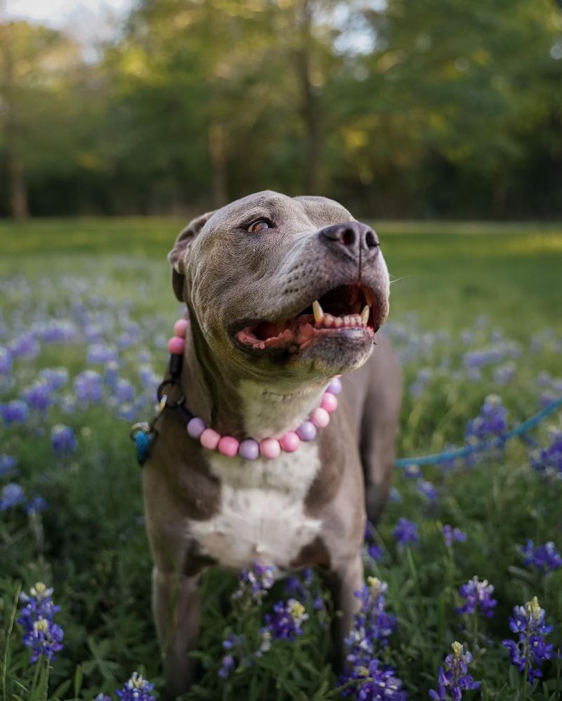 Pit Bull Terrier