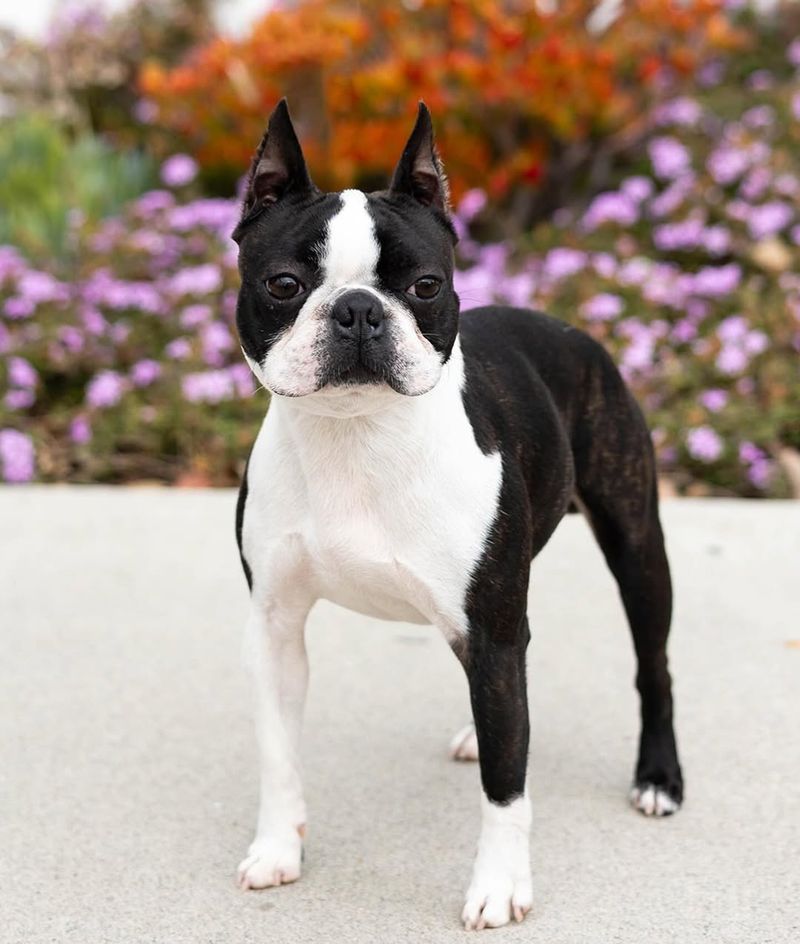 Boston Terrier