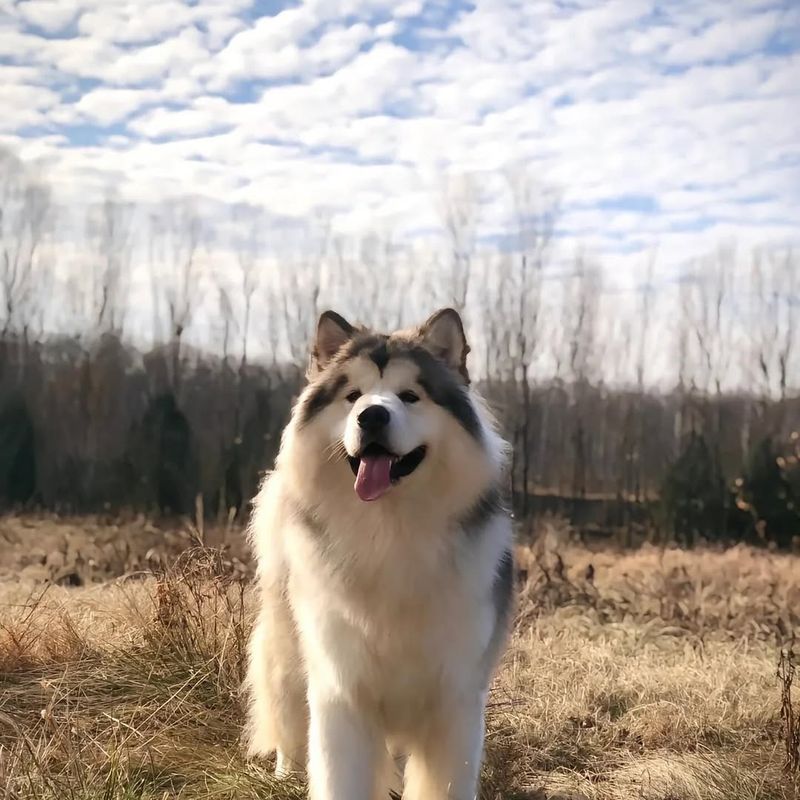 Alaskan Malamute