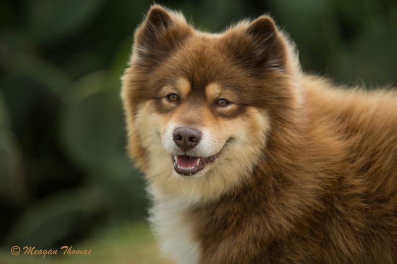 Finnish Lapphund