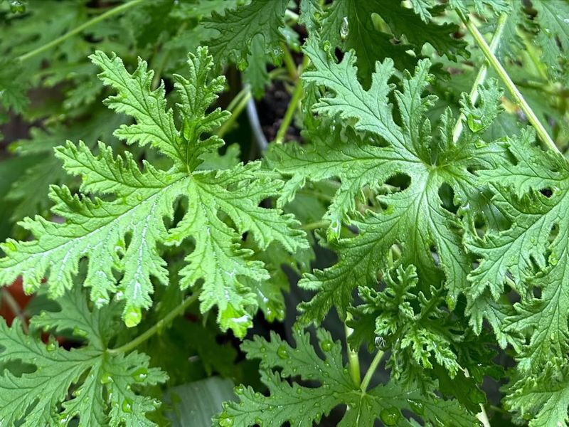 Citronella