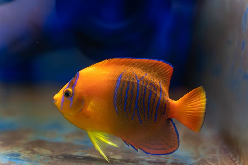 Clarion Angelfish