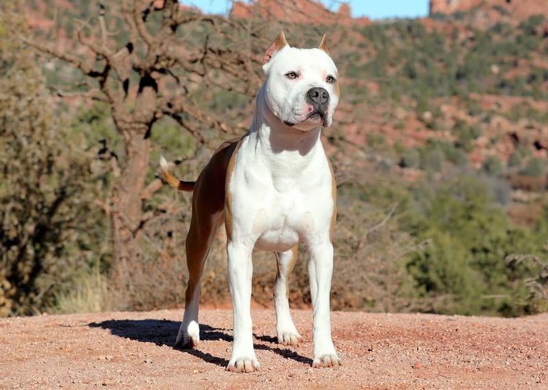 American Staffordshire Terrier