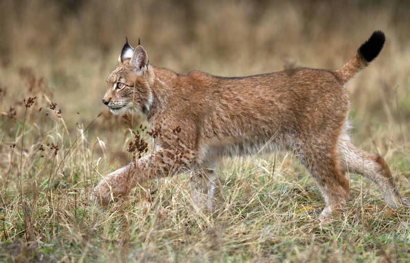 Swimming Ability: Lynx's Aquatic Skills