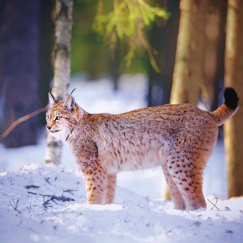 Lynx