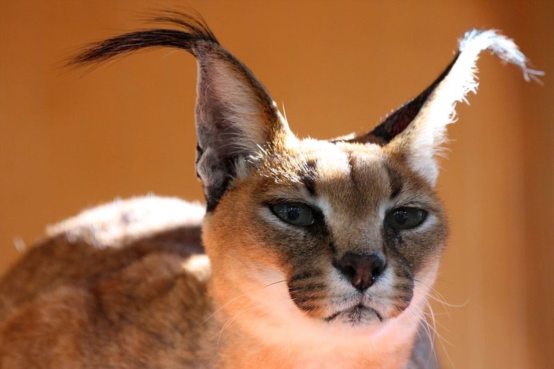 Caracal