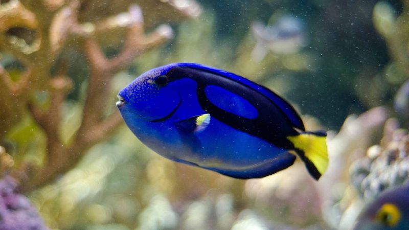 Blue Tang