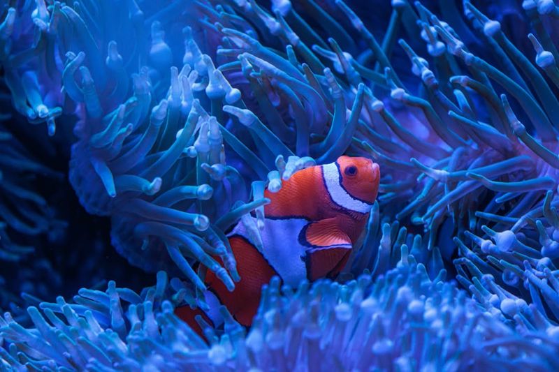 Clownfish