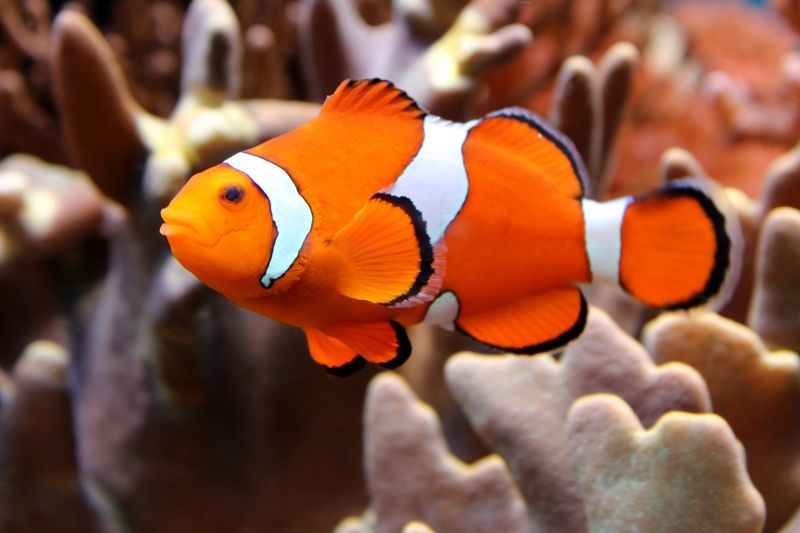 Clownfish