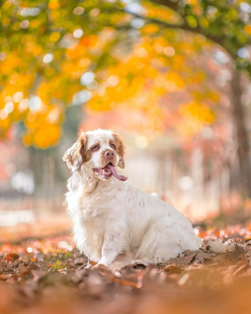 Clumber Spaniel