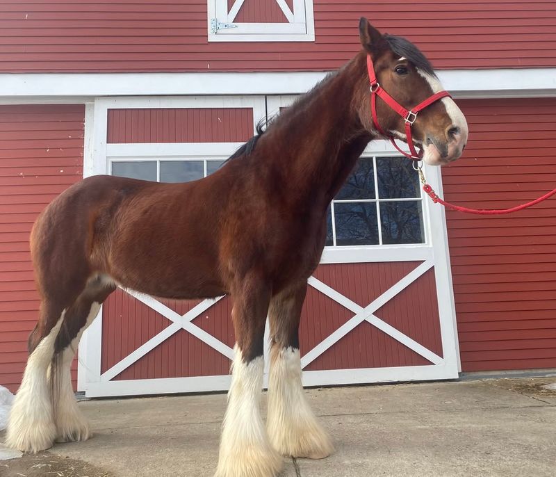 Clydesdale