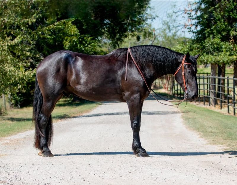 Percheron