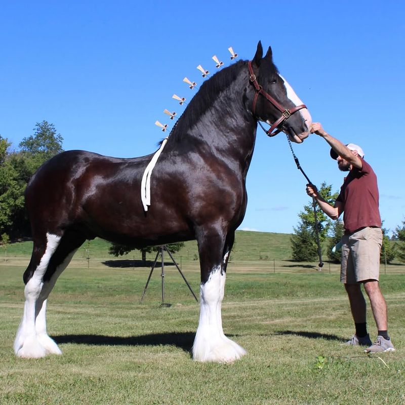 Clydesdale ($5,000 – $50,000)