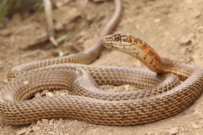 Coachwhip Snake