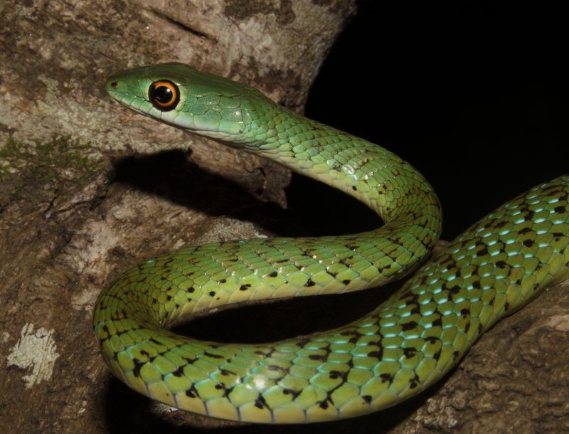 Spotted Bush Snake